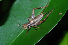 Cardiodactylus guttulus