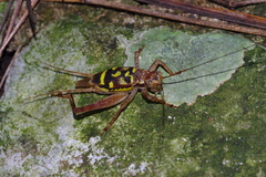 Cardiodactylus guttulus