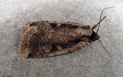 Eueretagrotis sigmoides