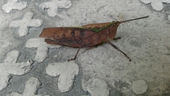 Colpolopha latipennis