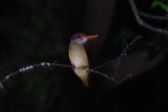 Halcyon coromanda bangsi