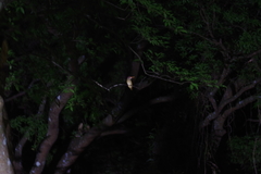 Halcyon coromanda bangsi