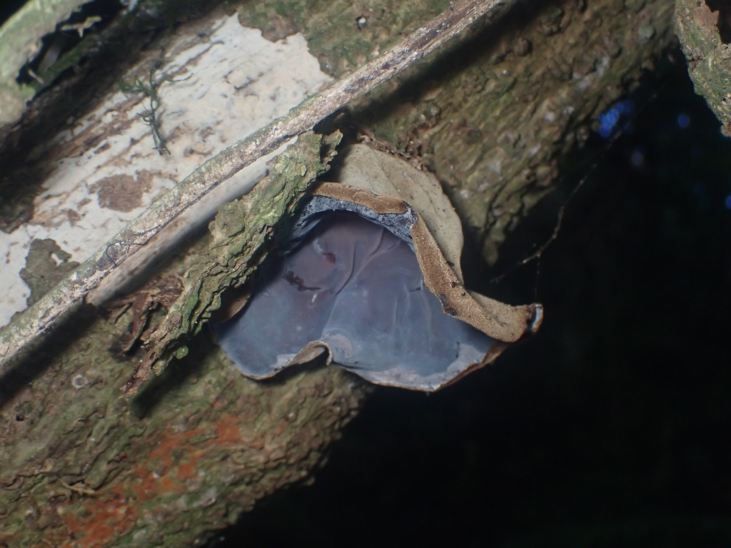 Auricularia cornea · April 2025 · photo: © pdbellbutler (iNaturalist, cc-by)