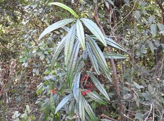 Ardisia lindleyana