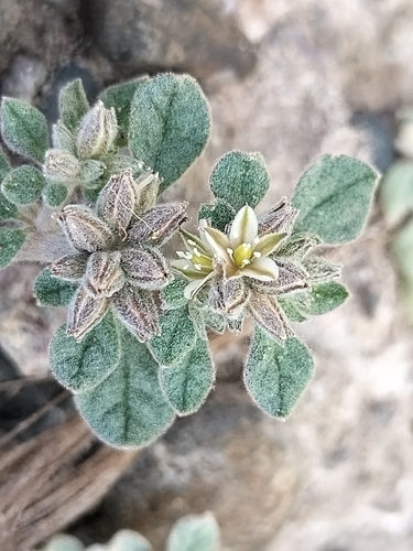 shining damascisa (Glinus radiatus)
