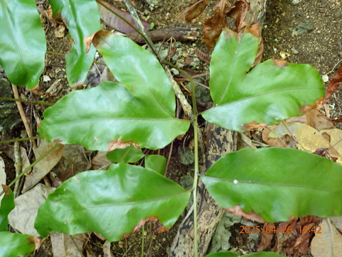 Tectaria crenata observed 2025-04-27