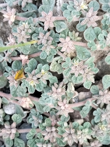 Image of Glinus radiatus by no rights reserved