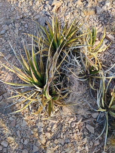 lechuguilla