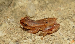 Dendropsophus nanus