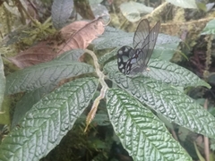 Pseudohaetera hypaesia