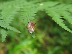 Elasmostethus interstinctus