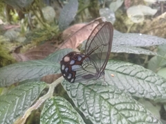 Pseudohaetera hypaesia