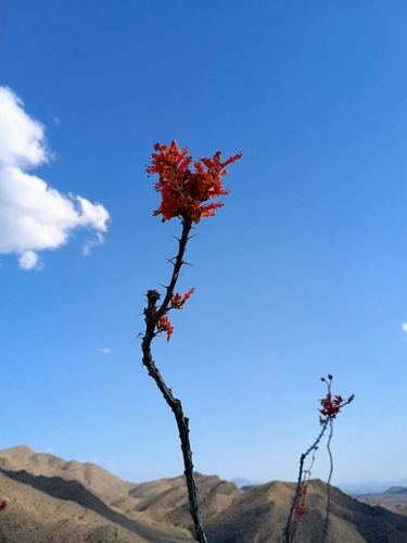 ocotillo