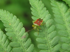 Elasmostethus interstinctus