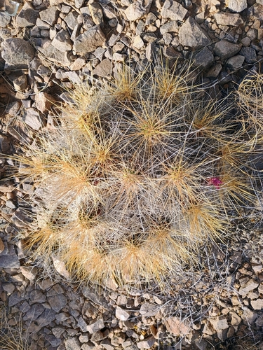 strawberry hedgehog cactus