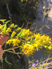 Solidago gillmanii
