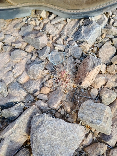 strawberry hedgehog cactus