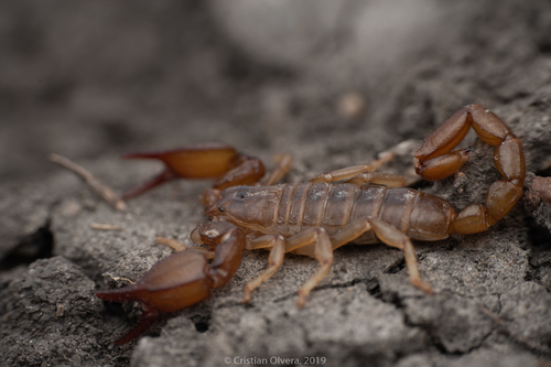 Diplocentrus zacatecanus