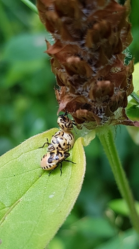 Twice-stabbed Stink Bug