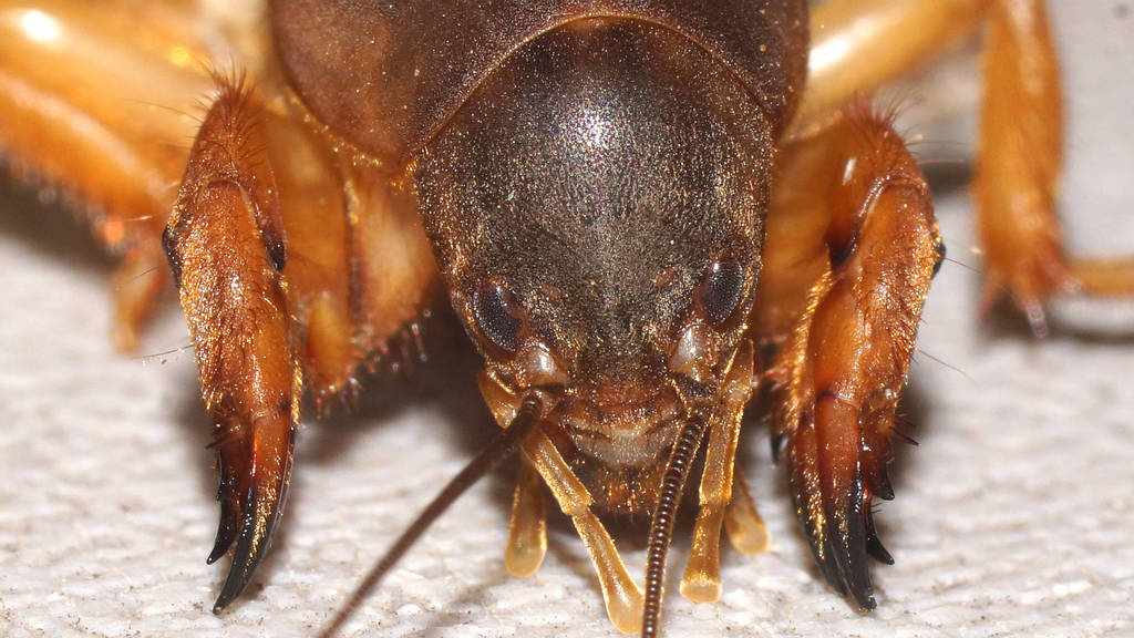 Southern Mole Cricket