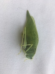 Tettigoniidae