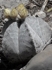 Astrophytum myriostigma