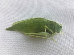 Tettigoniidae