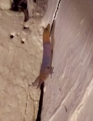 Sphaerodactylus torrei