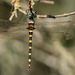 Macromia illinoiensis - Photo (c) Eric Isley,  זכויות יוצרים חלקיות (CC BY-NC), הועלה על ידי Eric Isley
