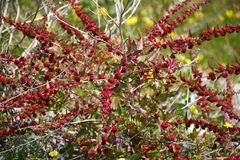 Blitum virgatum