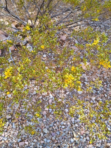 Creosote Bush