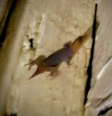 Sphaerodactylus torrei
