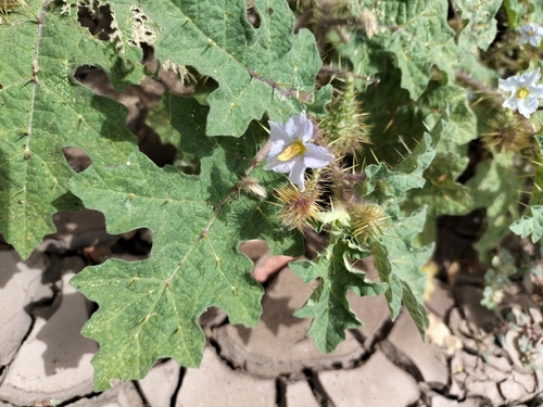 Image of Solanum campechiense by no rights reserved