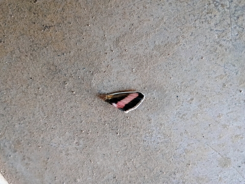 White-lined Sphinx