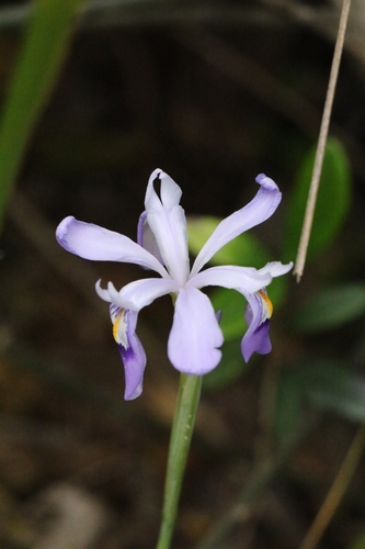 Hong Kong Iris (Iris speculatrix)