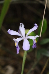 Iris speculatrix, photograph author not stated, no rights reserved
