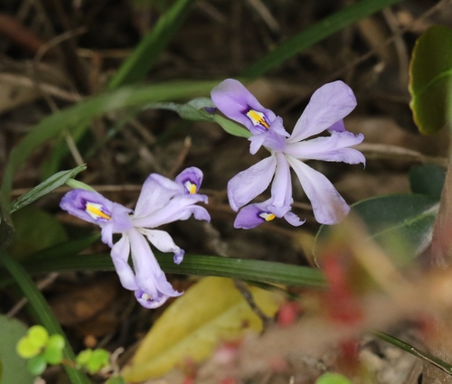 Image of Iris speculatrix by no rights reserved