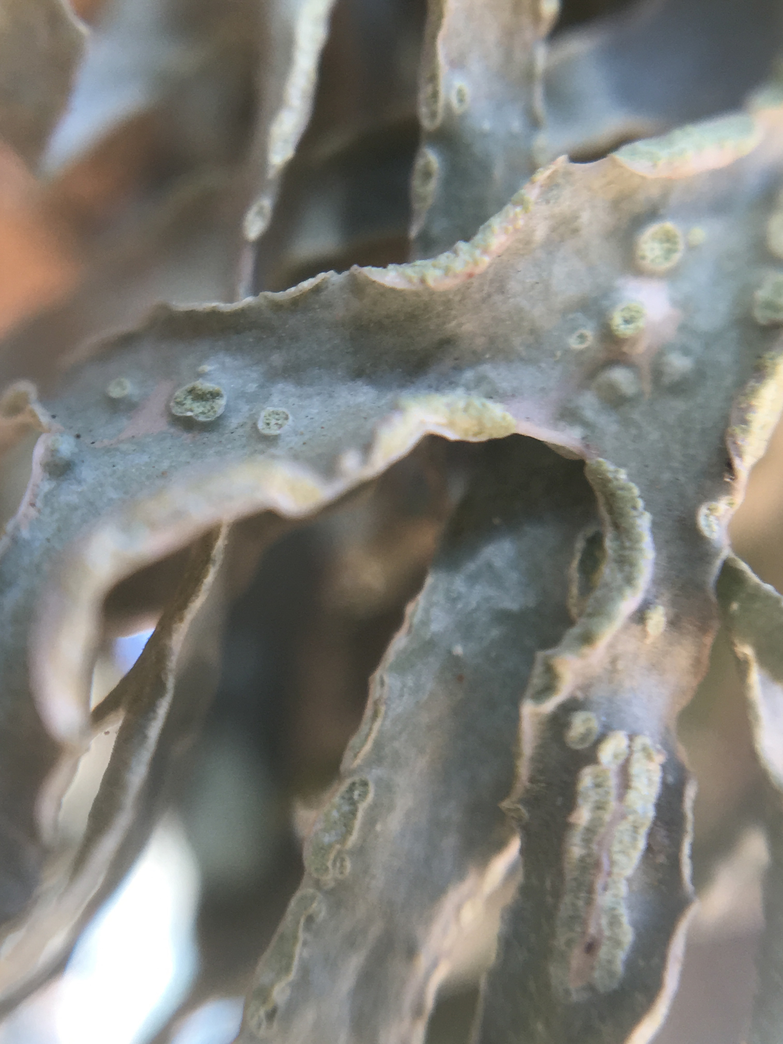 Ramalinaceae image