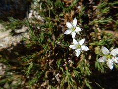 Sabulina nuttallii
