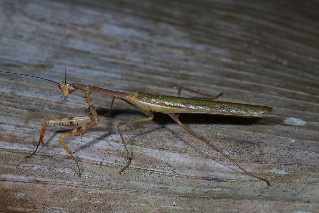 Thorny-armed Mantis