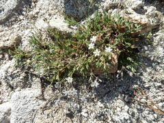Sabulina nuttallii