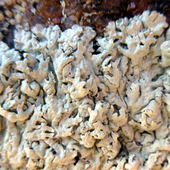 Arctoparmelia centrifuga