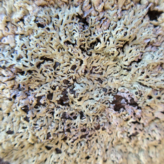 Arctoparmelia centrifuga