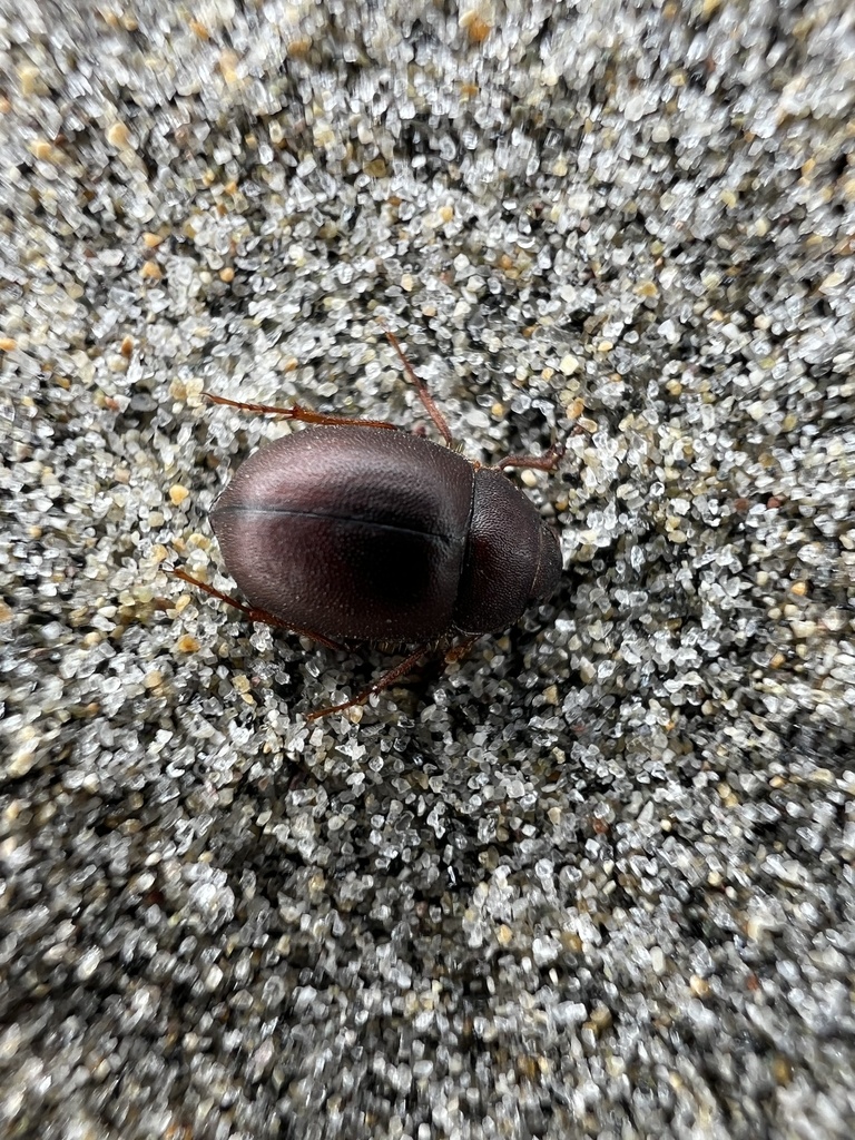 Cryptadius