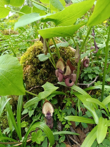 Aristolochia pontica, 2025-04-26