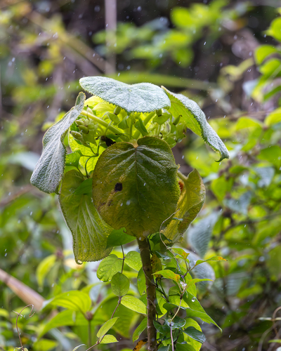 Cyrtandra cordifolia observed 2025-04-11