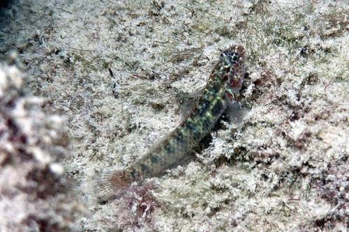 Twospot pygmygoby (Eviota bimaculata) — Gobiidae — 5