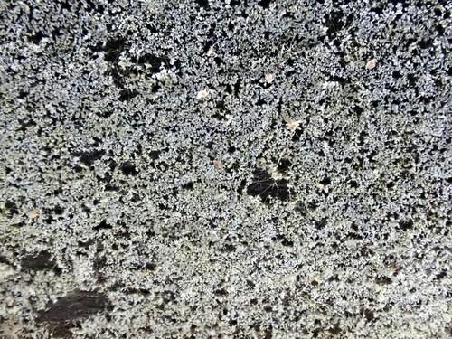 Botryobasidium vagum observed 2025-04-26
