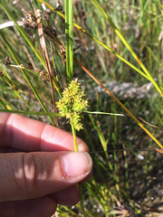 Carex viridula