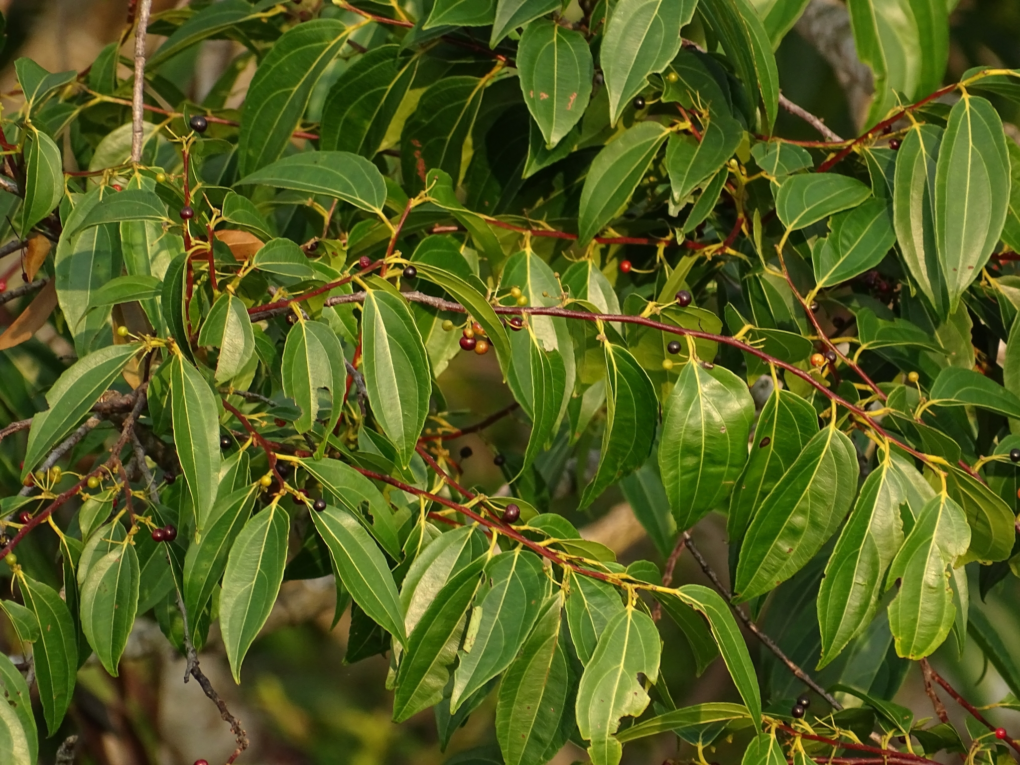Goupiaceae